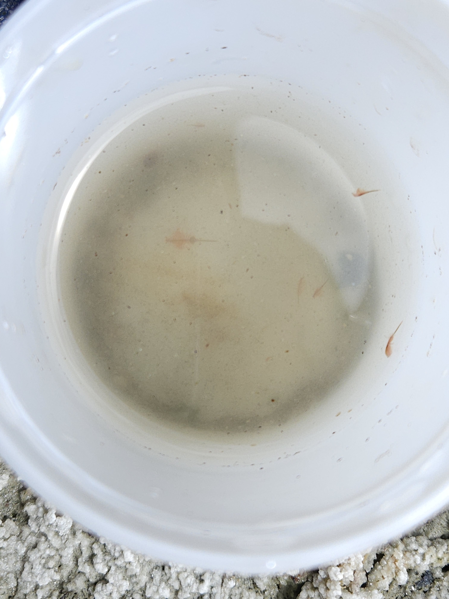 Artemia monica Verrill, 1869