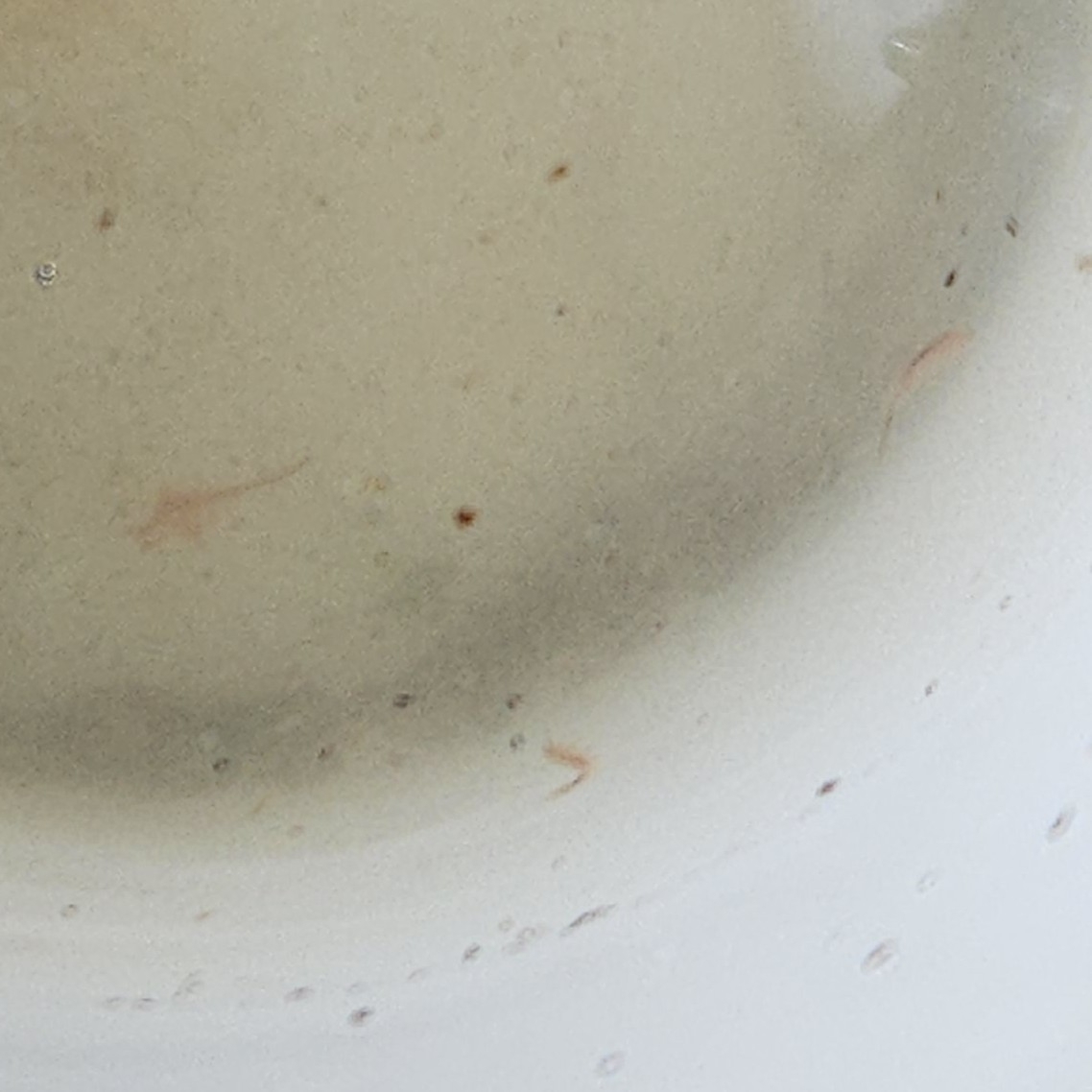 Artemia monica Verrill, 1869