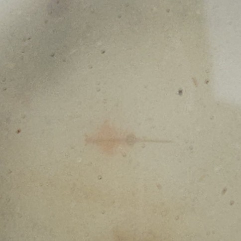 Artemia monica Verrill, 1869