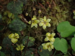 Vancouveria chrysantha