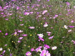 Cosmos bipinnatus