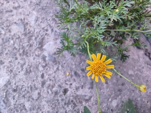 Image of Thymophylla aurea by (c) Mauricio Calderón, some rights reserved (CC BY)