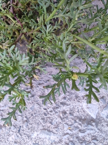 Image of Thymophylla aurea by (c) Mauricio Calderón, some rights reserved (CC BY)