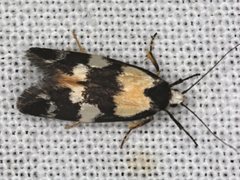 Cosmaresta archedora