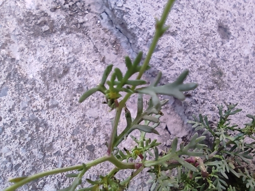 Image of Manyawn Pricklyleaf (Thymophylla aurea) by (c) Mauricio Calderón, some rights reserved (CC BY)