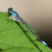Skimming Bluet - Photo (c) molanic, some rights reserved (CC BY-NC), uploaded by molanic