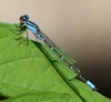 Skimming Bluet - Photo (c) molanic, some rights reserved (CC BY-NC), uploaded by molanic