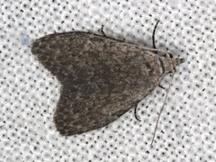 Nola pleurosema