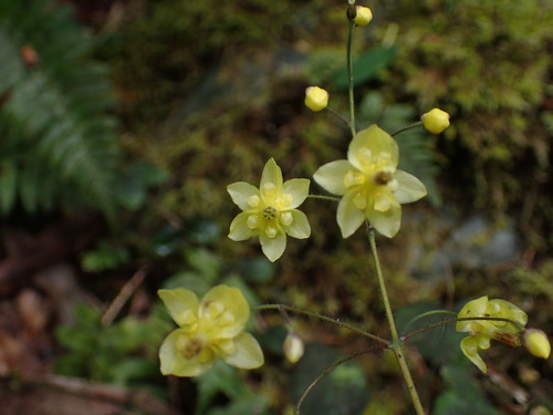 Golden Inside-out Flower
