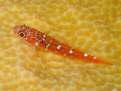Caesiura Dwarfgoby photo 3