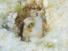 Barchin Blenny photo 2
