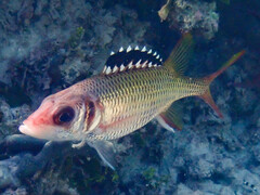 Blackfin Squirrelfish photo 3