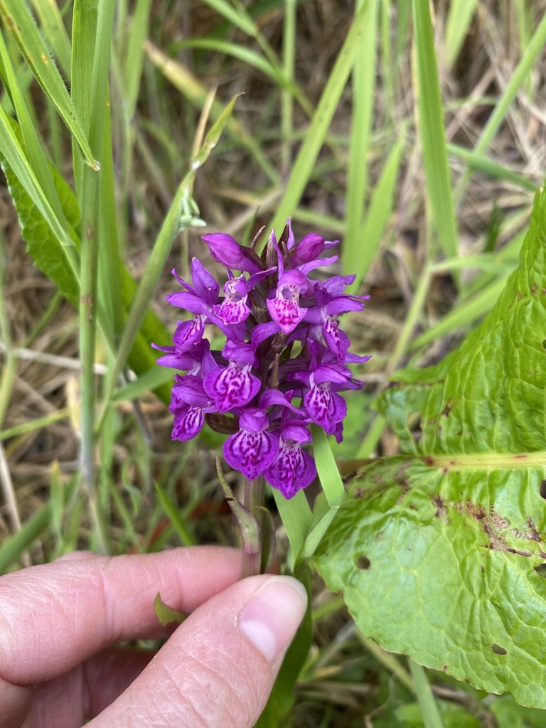 Dactylorhiza purpurella (T.Stephenson & T.A.Stephenson) Soó 2