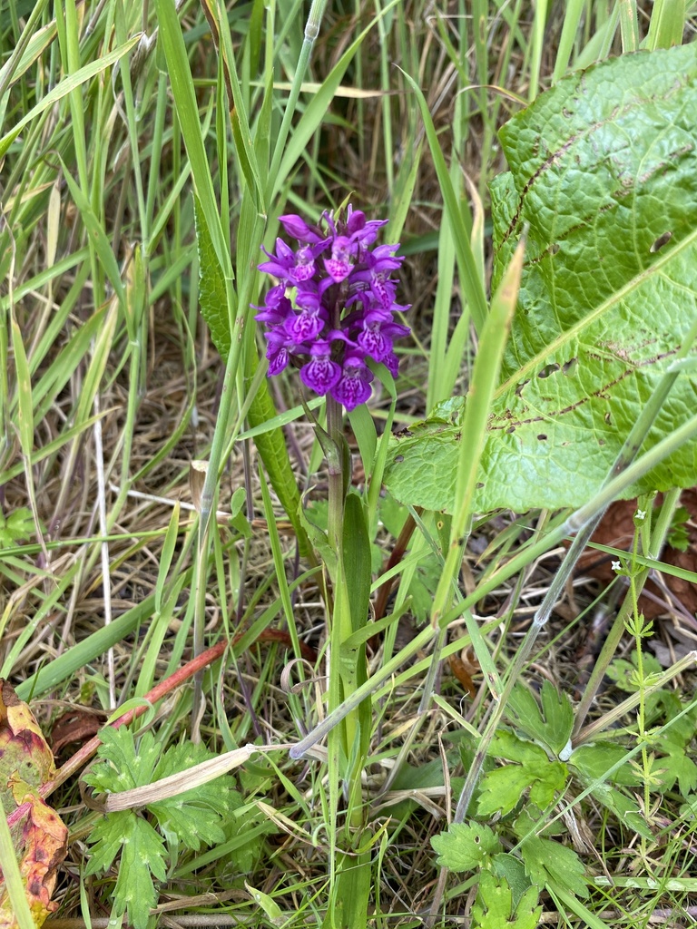 Dactylorhiza purpurella (T.Stephenson & T.A.Stephenson) Soó 3