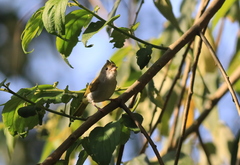 Erpornis zantholeuca