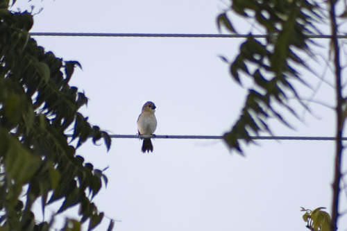 White-throated Seedeater (Sporophila albogularis), photo 9