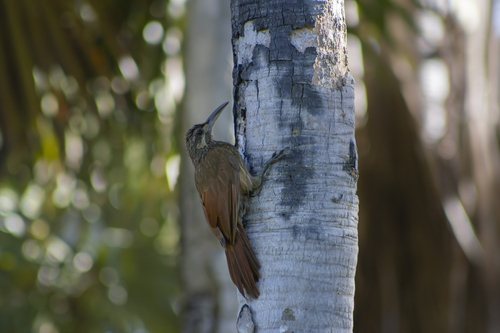Moustached Woodcreeper (Xiphocolaptes falcirostris), photo 4