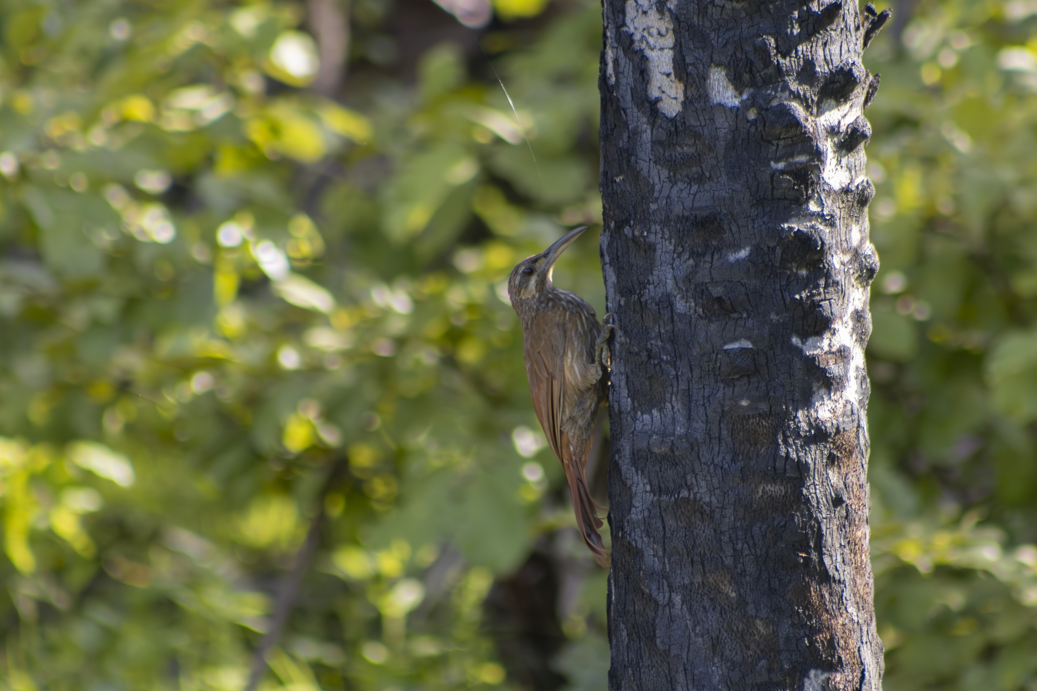 Moustached Woodcreeper illustration