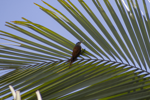 Point-tailed Palmcreeper (Berlepschia rikeri), photo 1
