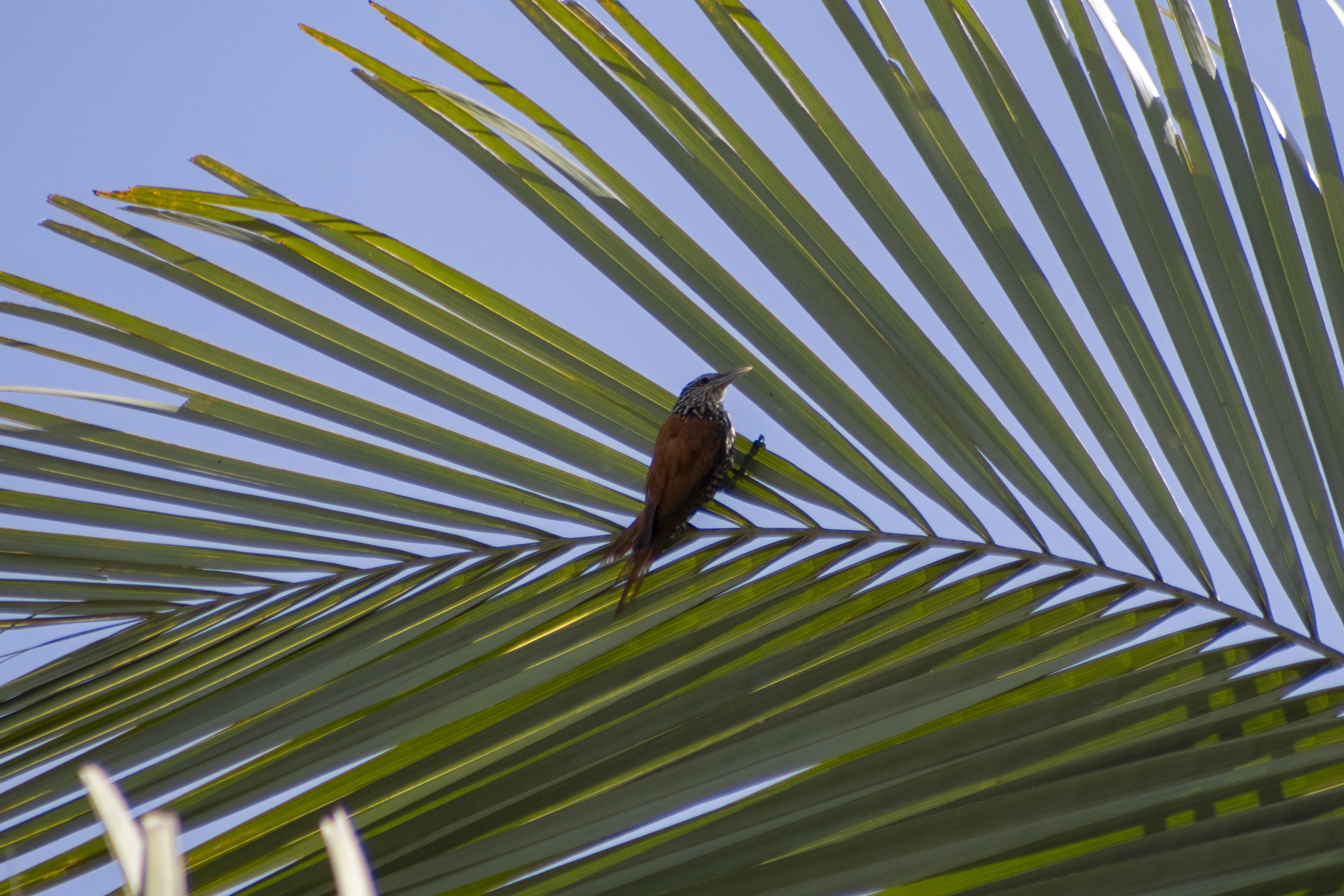 Point-tailed Palmcreeper (Berlepschia rikeri), photo 1