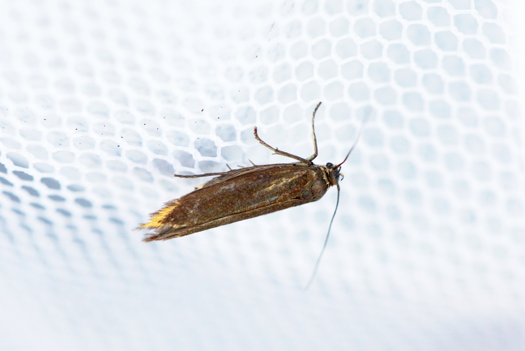 Scythris cuspidella