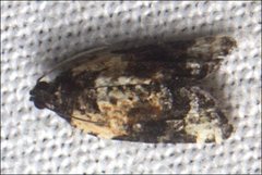 Asthenoptycha iriodes