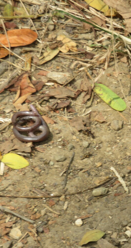 Guayaquila Blind Snake