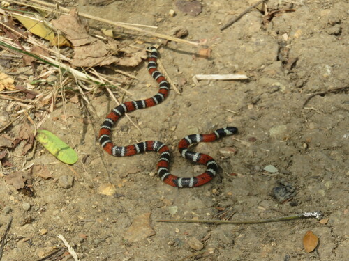 Photo of a Ecuador Coral Snake (Micrurus bocourti)