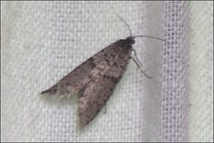 Lepidoscia annosella