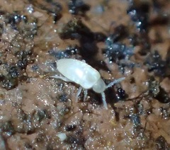 Pseudosinella