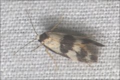 Cosmaresta archedora