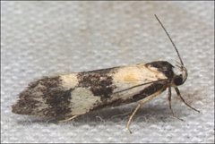 Cosmaresta archedora