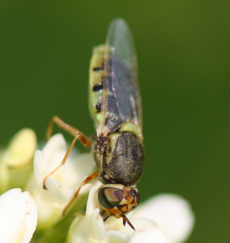 Stratiomyidae