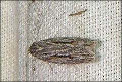 Agriophara leptosemela