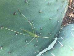 Acrometopa syriaca
