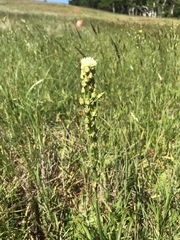 Toxicoscordion venenosum