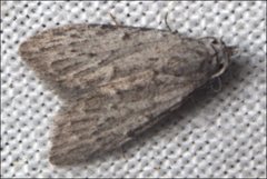 Nola pleurosema