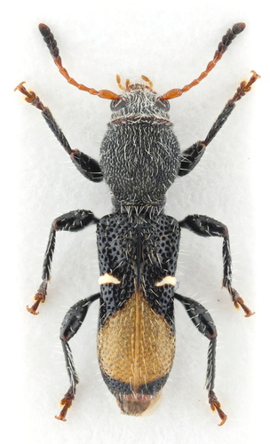 Calliclytus macoris