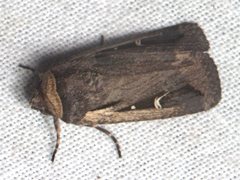 Proteuxoa tortisigna