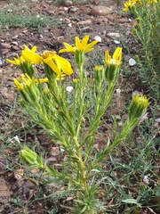 Adenothamnus validus