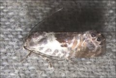 Eupselia carpocapsella