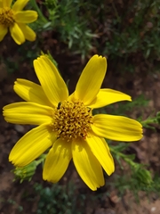 Adenothamnus validus