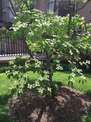 Cornus