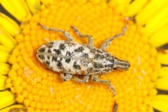 Cyphocleonus dealbatus