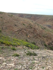 Adenothamnus validus