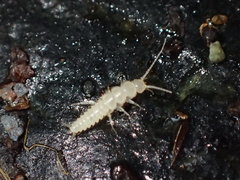 Nicoletiidae