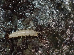 Nicoletiidae