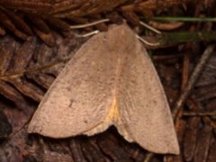 Mnesampela heliochrysa