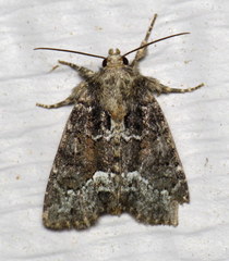 Oligia strigilis