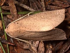 Mnesampela heliochrysa